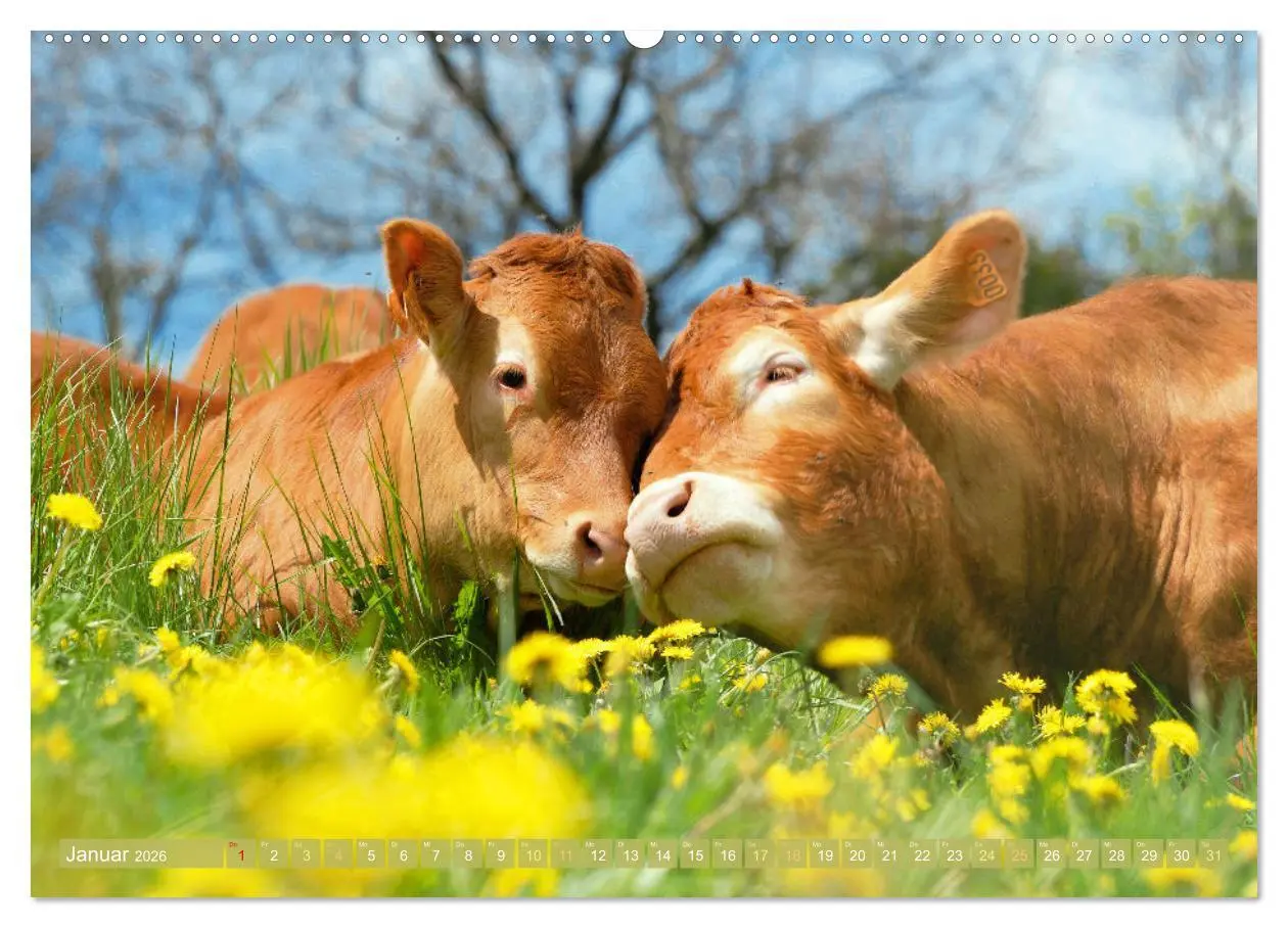 Bild: 9783457943250 | Kuh-Idylle: Suchen Sie die Ruhe in der Natur? (hochwertiger Premium...