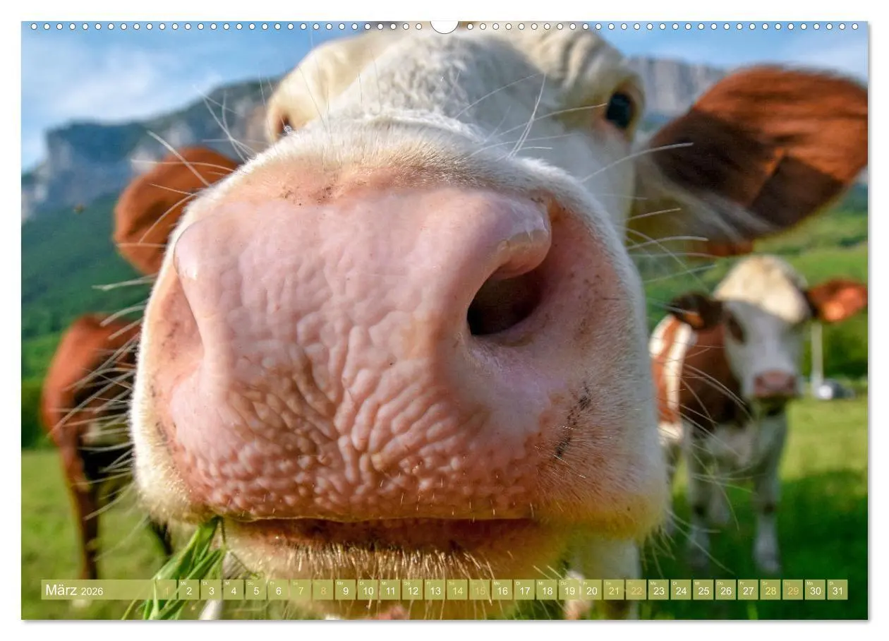 Bild: 9783457943250 | Kuh-Idylle: Suchen Sie die Ruhe in der Natur? (hochwertiger Premium...