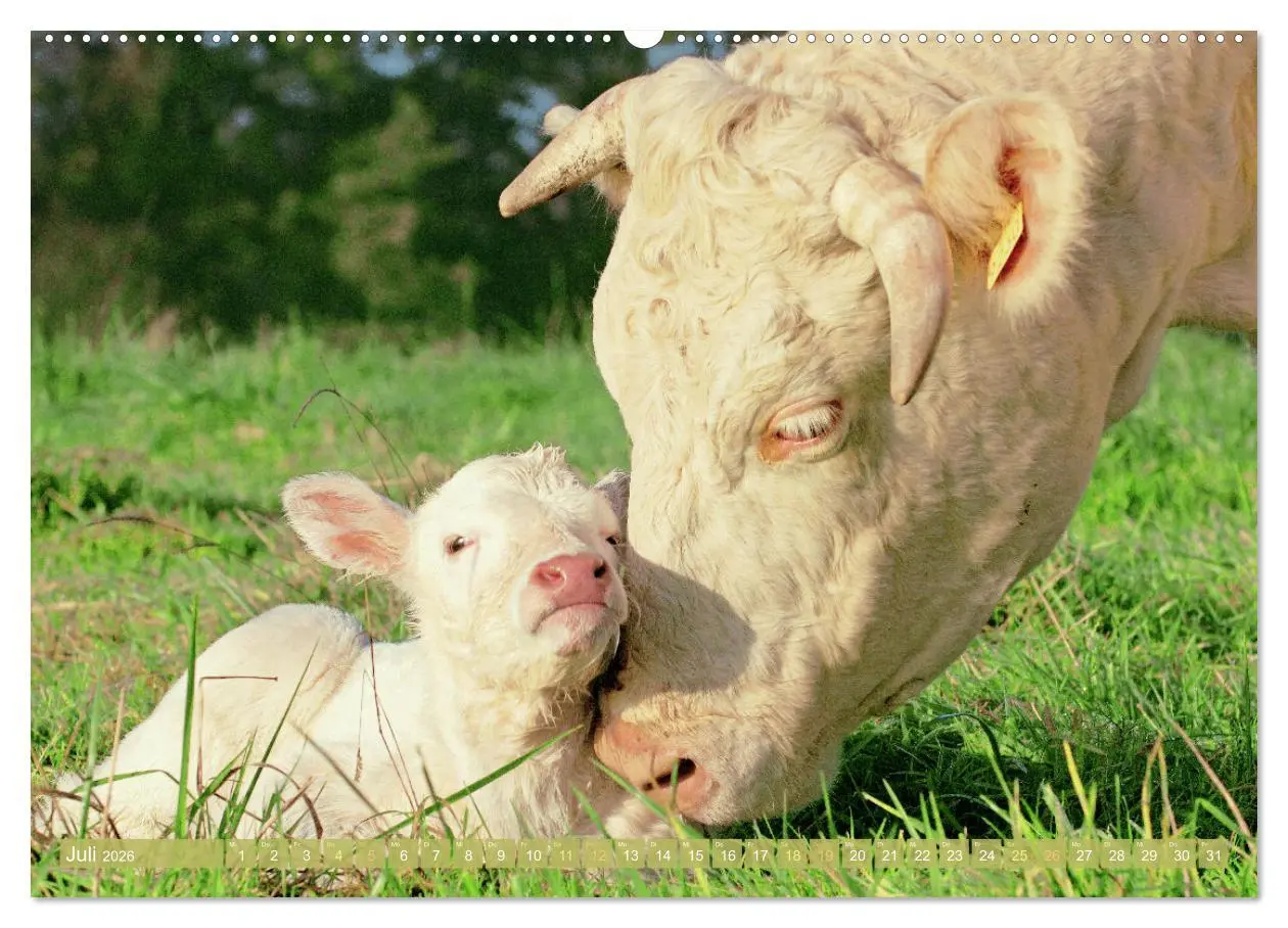 Bild: 9783457943250 | Kuh-Idylle: Suchen Sie die Ruhe in der Natur? (hochwertiger Premium...