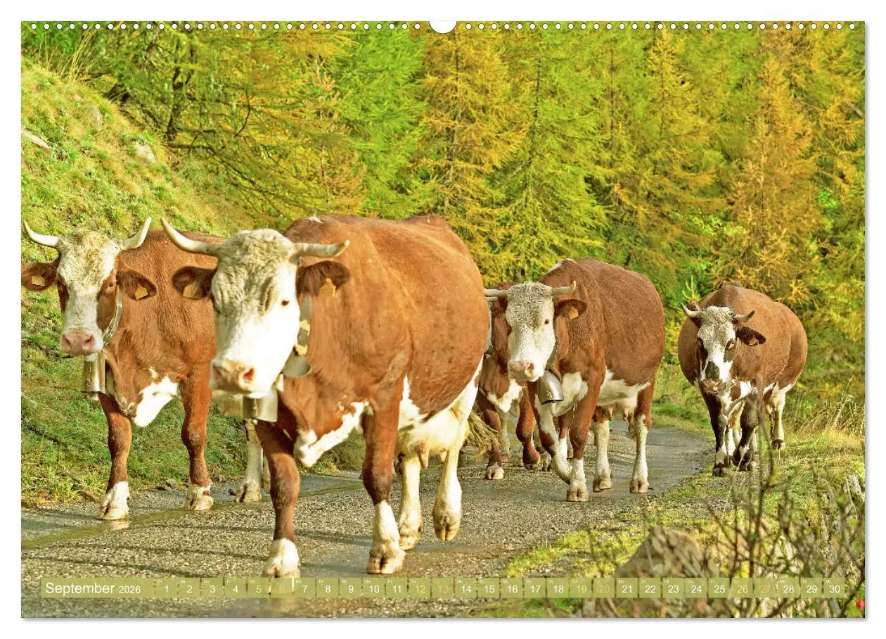 Bild: 9783457943250 | Kuh-Idylle: Suchen Sie die Ruhe in der Natur? (hochwertiger Premium...