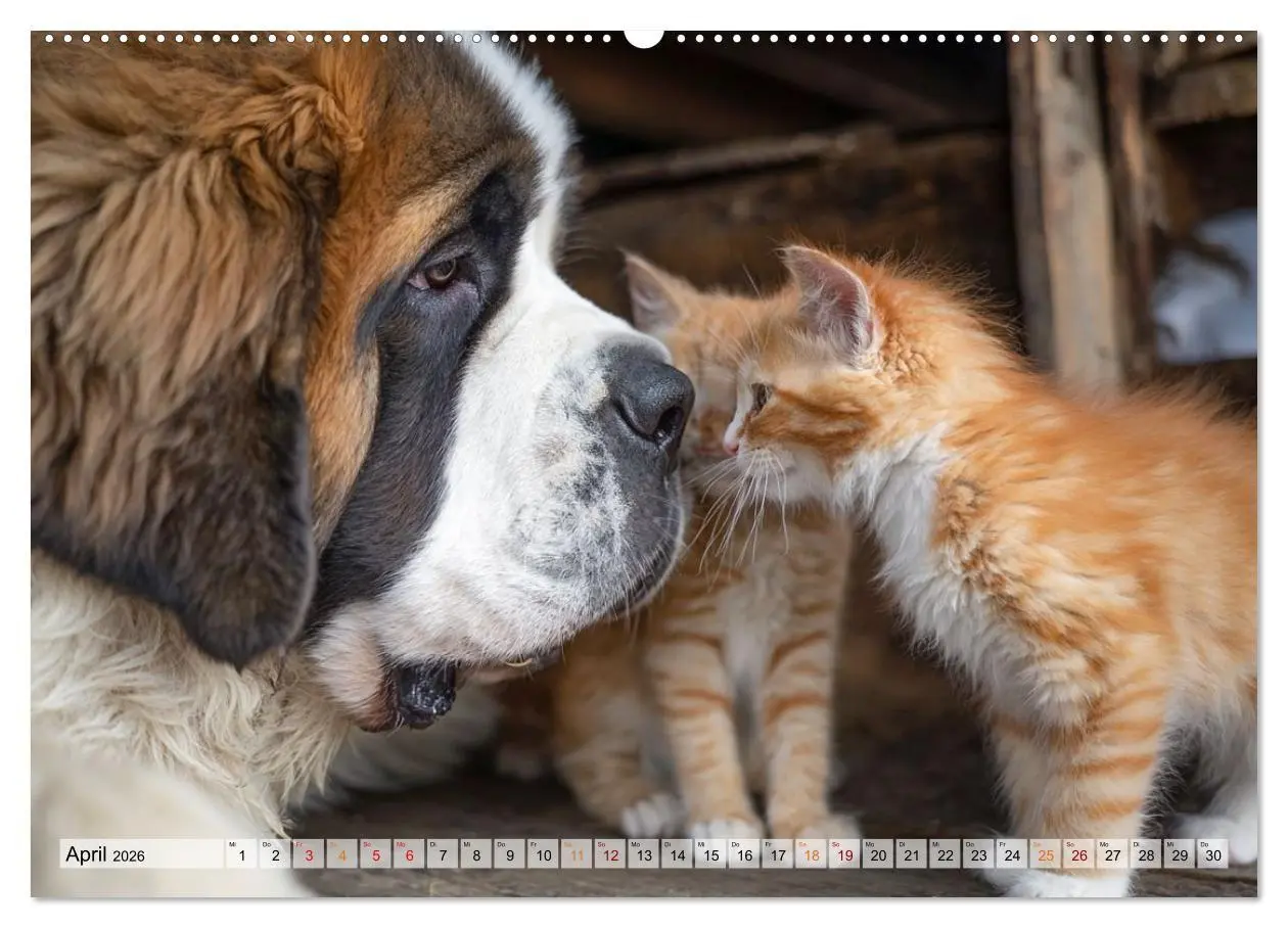Bild: 9783516653250 | Hund und Katze - Tierische Freunde (Wandkalender 2026 DIN A2 quer),...