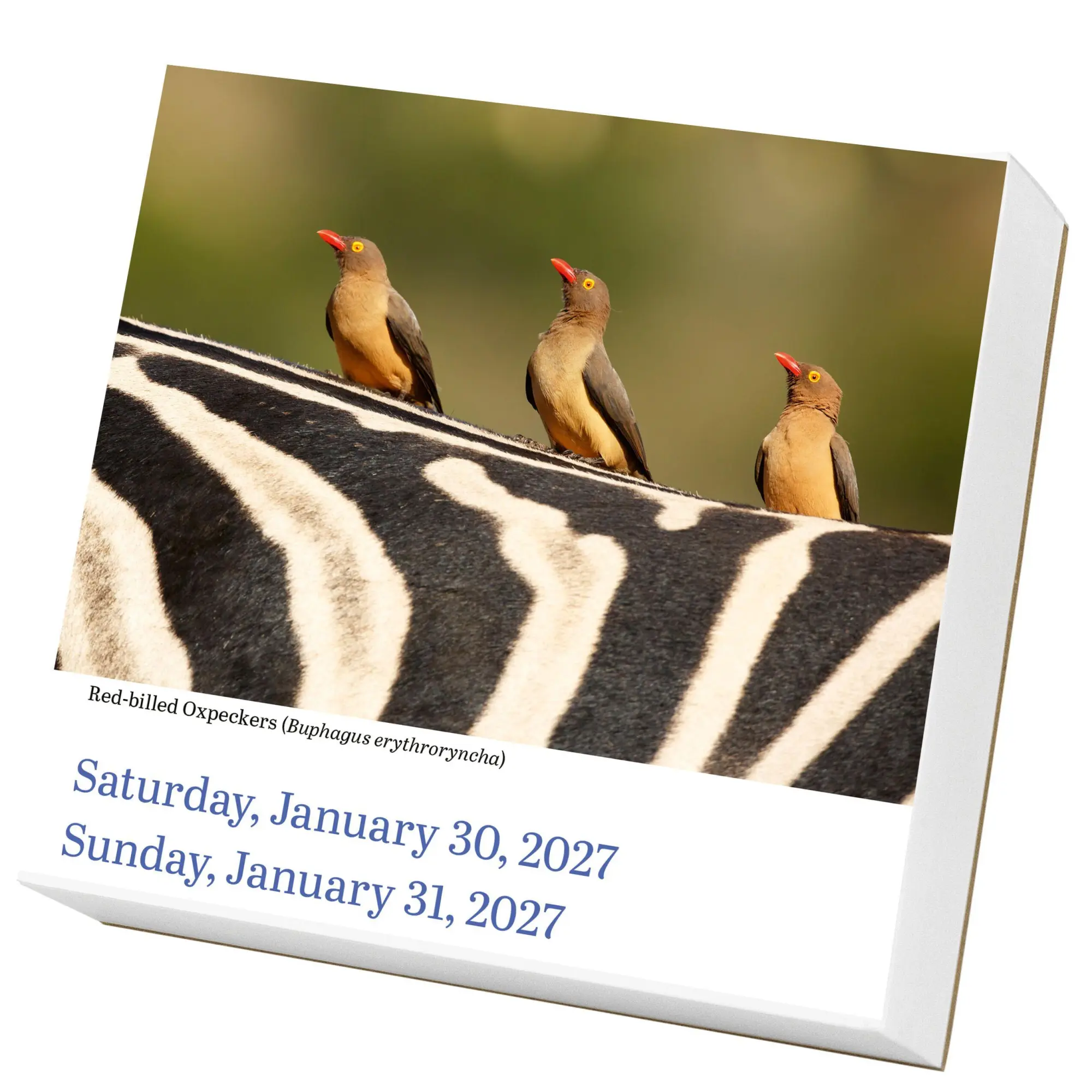 Bild: 9781523533350 | Audubon Birds Page-A-Day® Calendar 2027 | Society (u. a.) | Kalender