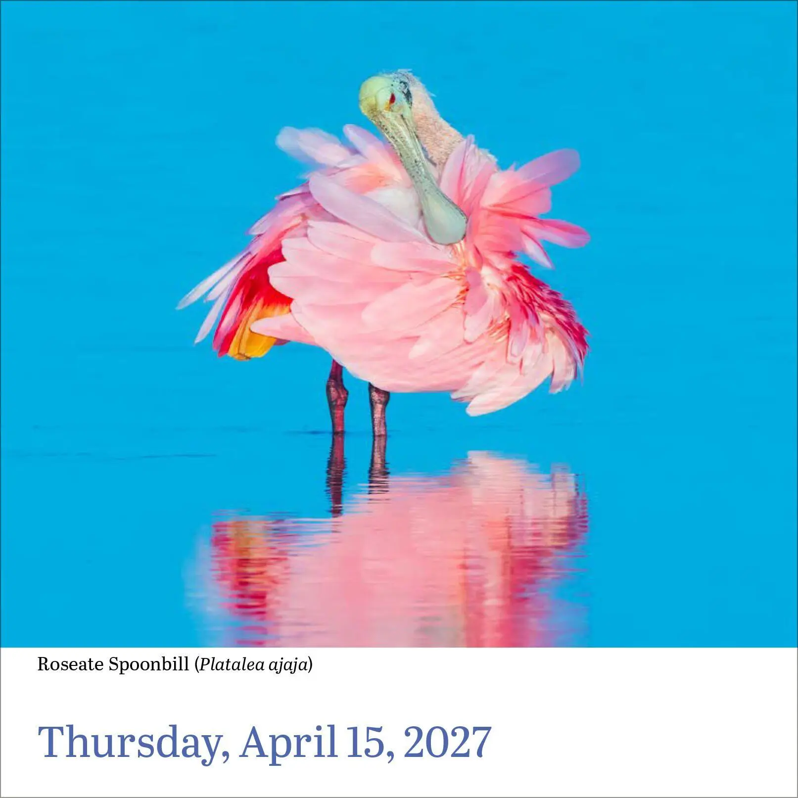 Bild: 9781523533350 | Audubon Birds Page-A-Day® Calendar 2027 | Society (u. a.) | Kalender