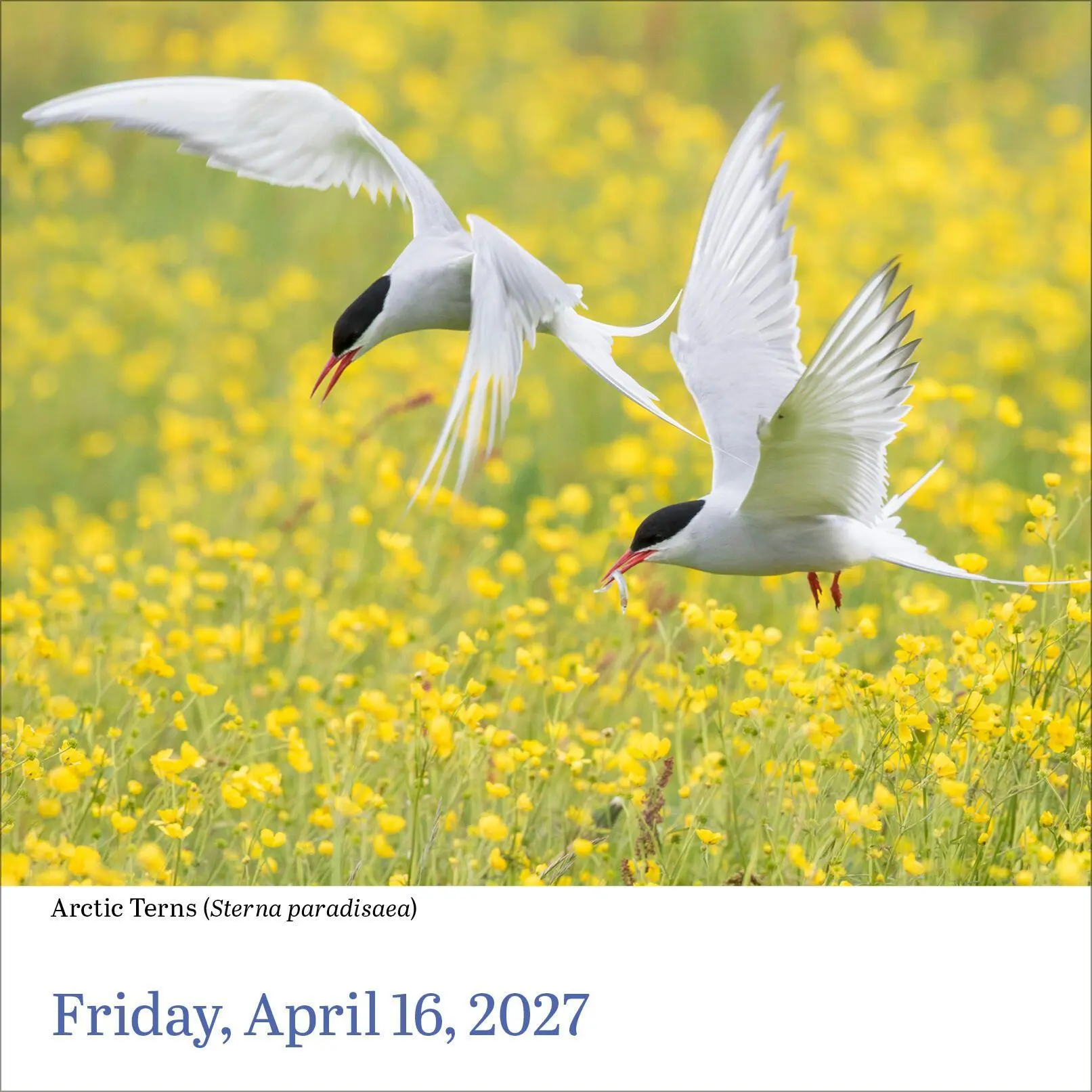 Bild: 9781523533350 | Audubon Birds Page-A-Day® Calendar 2027 | Society (u. a.) | Kalender