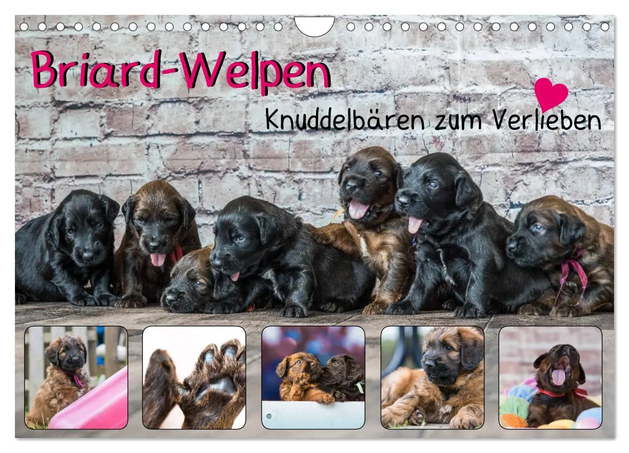 Cover: 9783435463350 | Briard-Welpen - Knuddelbären zum Verlieben (Wandkalender 2025 DIN...