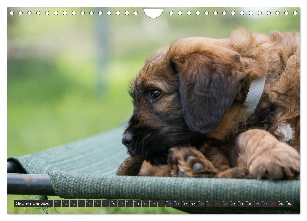 Bild: 9783435463350 | Briard-Welpen - Knuddelbären zum Verlieben (Wandkalender 2025 DIN...