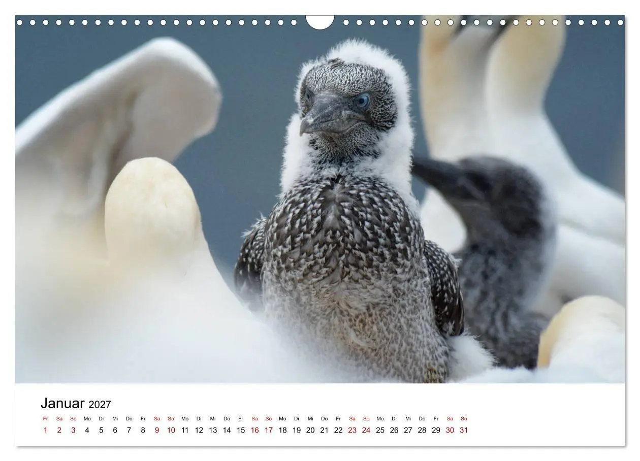 Bild: 9783569803350 | Mitreisekalender 2027 Helgoland (Wandkalender 2027 DIN A3 quer),...