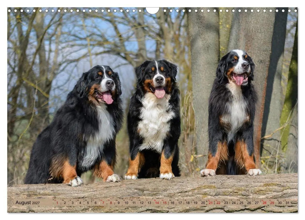 Bild: 9783516873450 | Berner Sennenhunde - Mit jedem Blick ein Stück Geborgenheit...