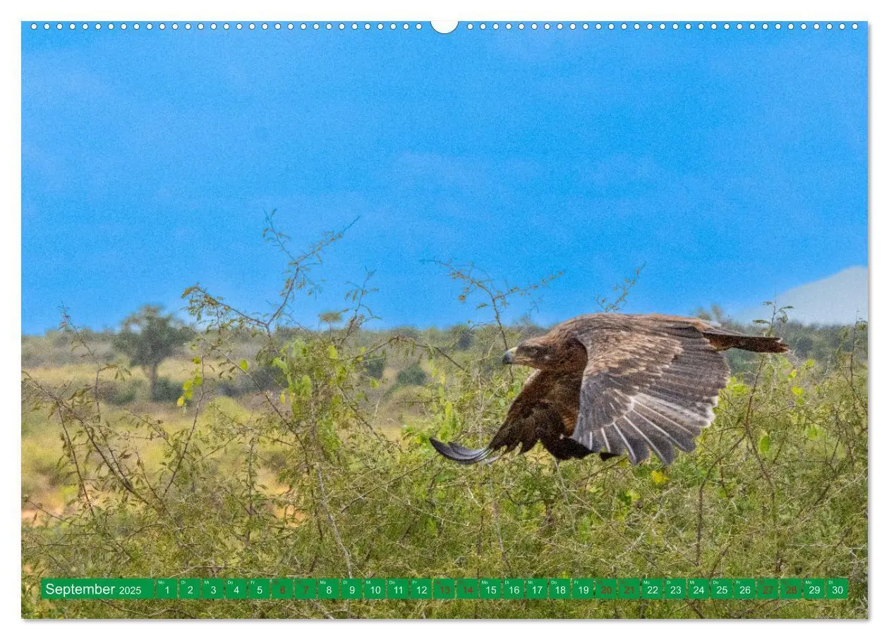 Bild: 9783383893650 | Greifvögel - wild und schön (Wandkalender 2025 DIN A2 quer),...