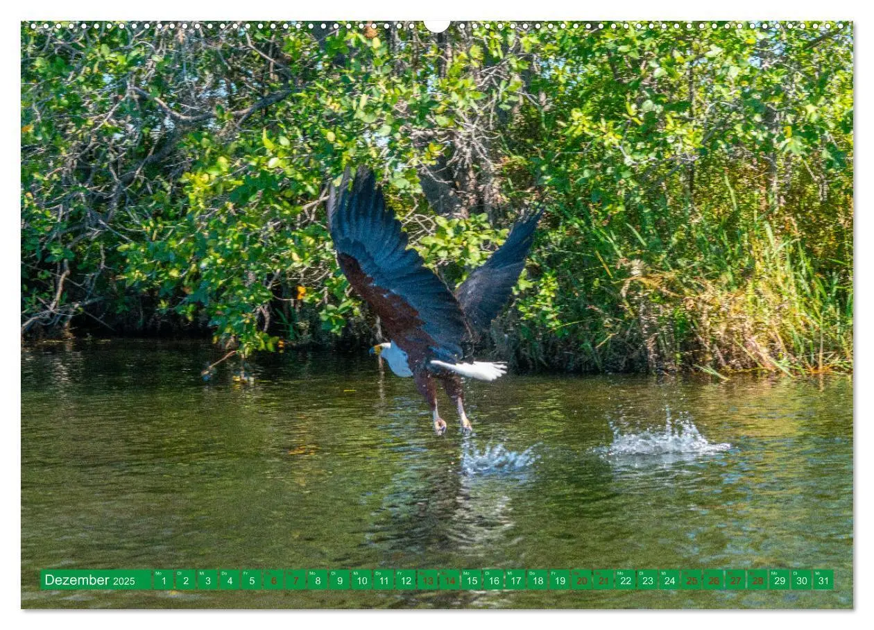 Bild: 9783383893650 | Greifvögel - wild und schön (Wandkalender 2025 DIN A2 quer),...