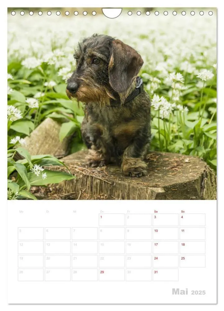 Bild: 9783435983650 | Der Dackel (M)ein treuer Weggefährte (Wandkalender 2025 DIN A4...