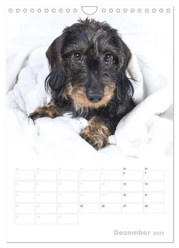 Bild: 9783435983650 | Der Dackel (M)ein treuer Weggefährte (Wandkalender 2025 DIN A4...