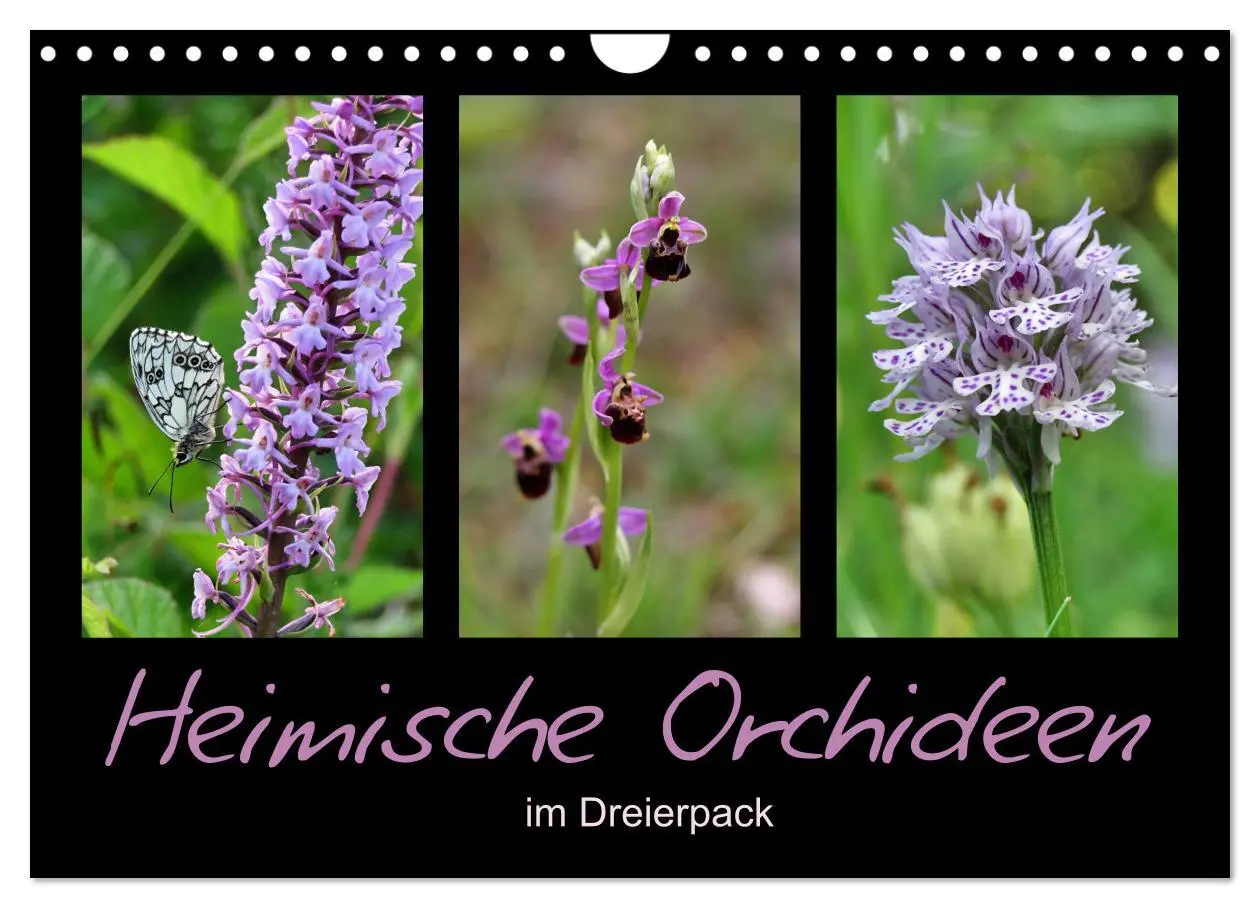 Cover: 9783457753750 | Heimische Orchideen im Dreierpack (Wandkalender 2026 DIN A4 quer),...