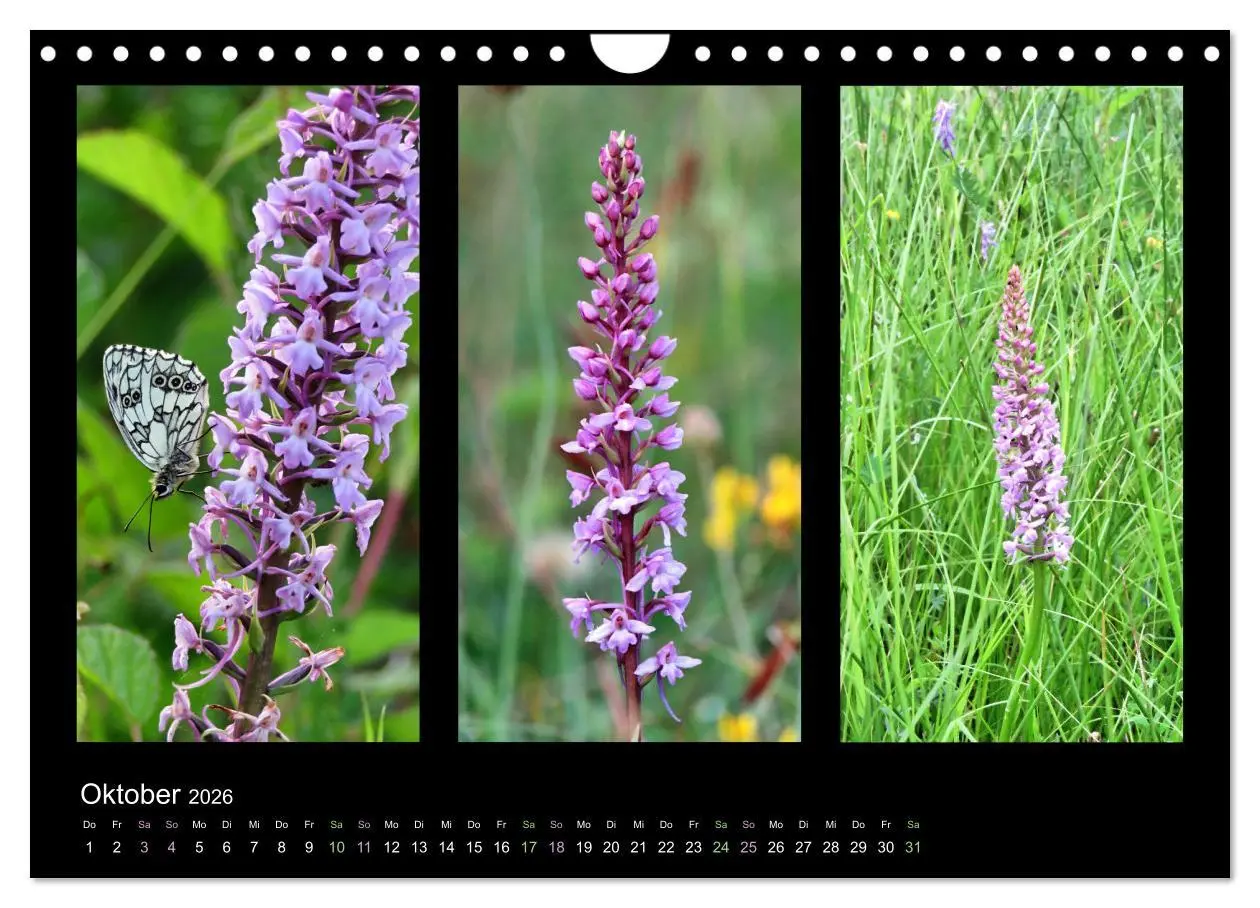 Bild: 9783457753750 | Heimische Orchideen im Dreierpack (Wandkalender 2026 DIN A4 quer),...