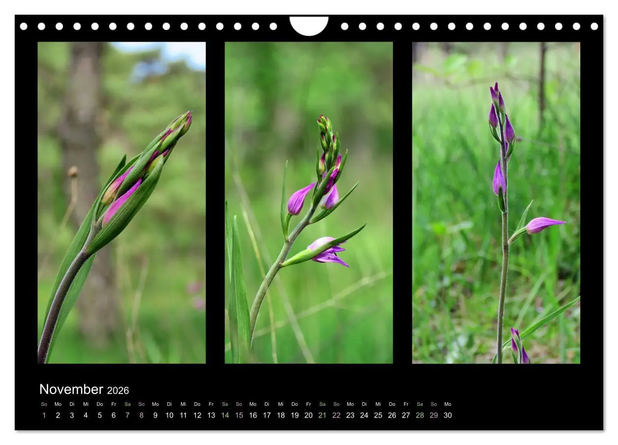Bild: 9783457753750 | Heimische Orchideen im Dreierpack (Wandkalender 2026 DIN A4 quer),...