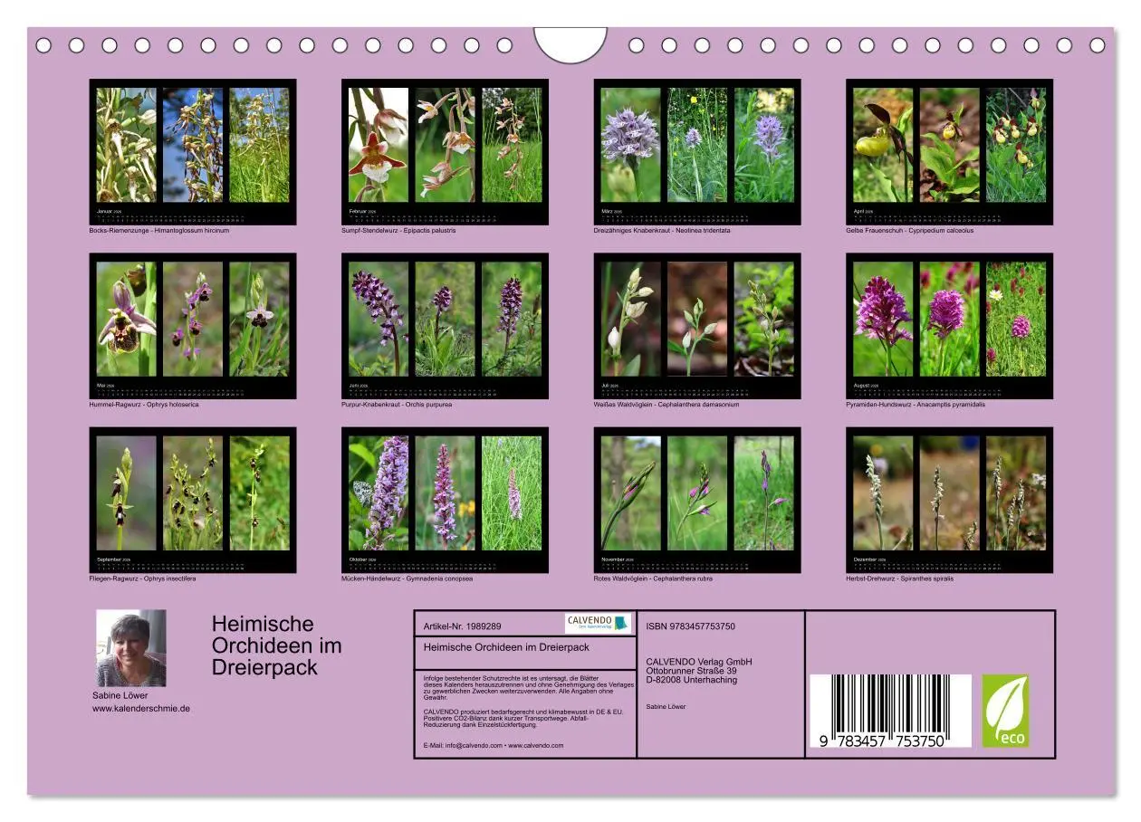 Bild: 9783457753750 | Heimische Orchideen im Dreierpack (Wandkalender 2026 DIN A4 quer),...
