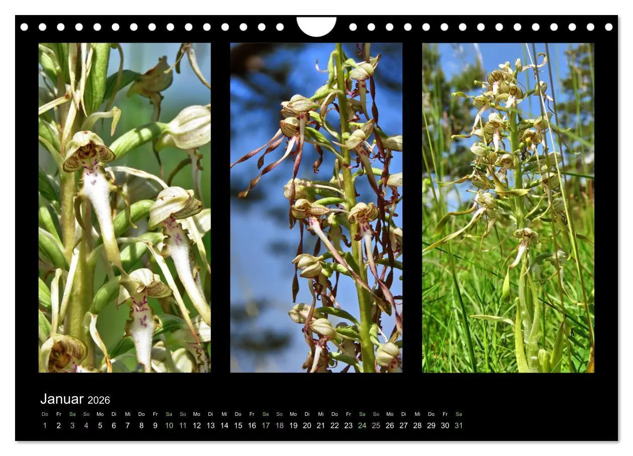 Bild: 9783457753750 | Heimische Orchideen im Dreierpack (Wandkalender 2026 DIN A4 quer),...