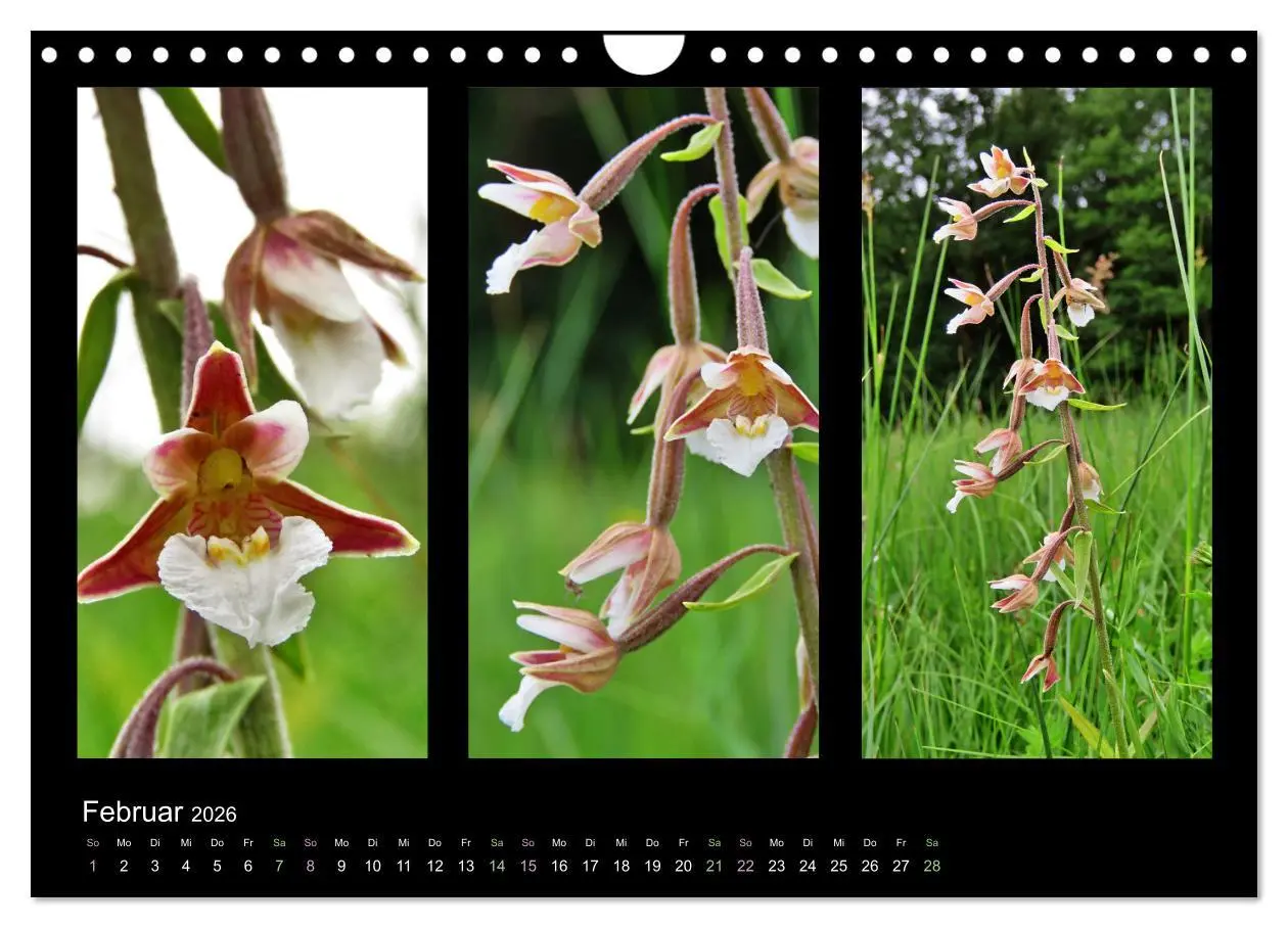 Bild: 9783457753750 | Heimische Orchideen im Dreierpack (Wandkalender 2026 DIN A4 quer),...