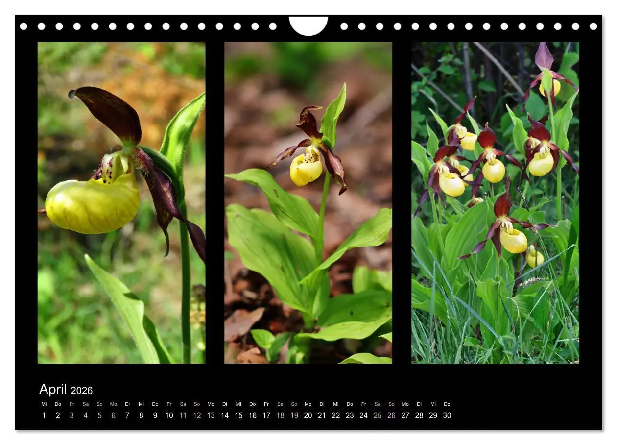 Bild: 9783457753750 | Heimische Orchideen im Dreierpack (Wandkalender 2026 DIN A4 quer),...