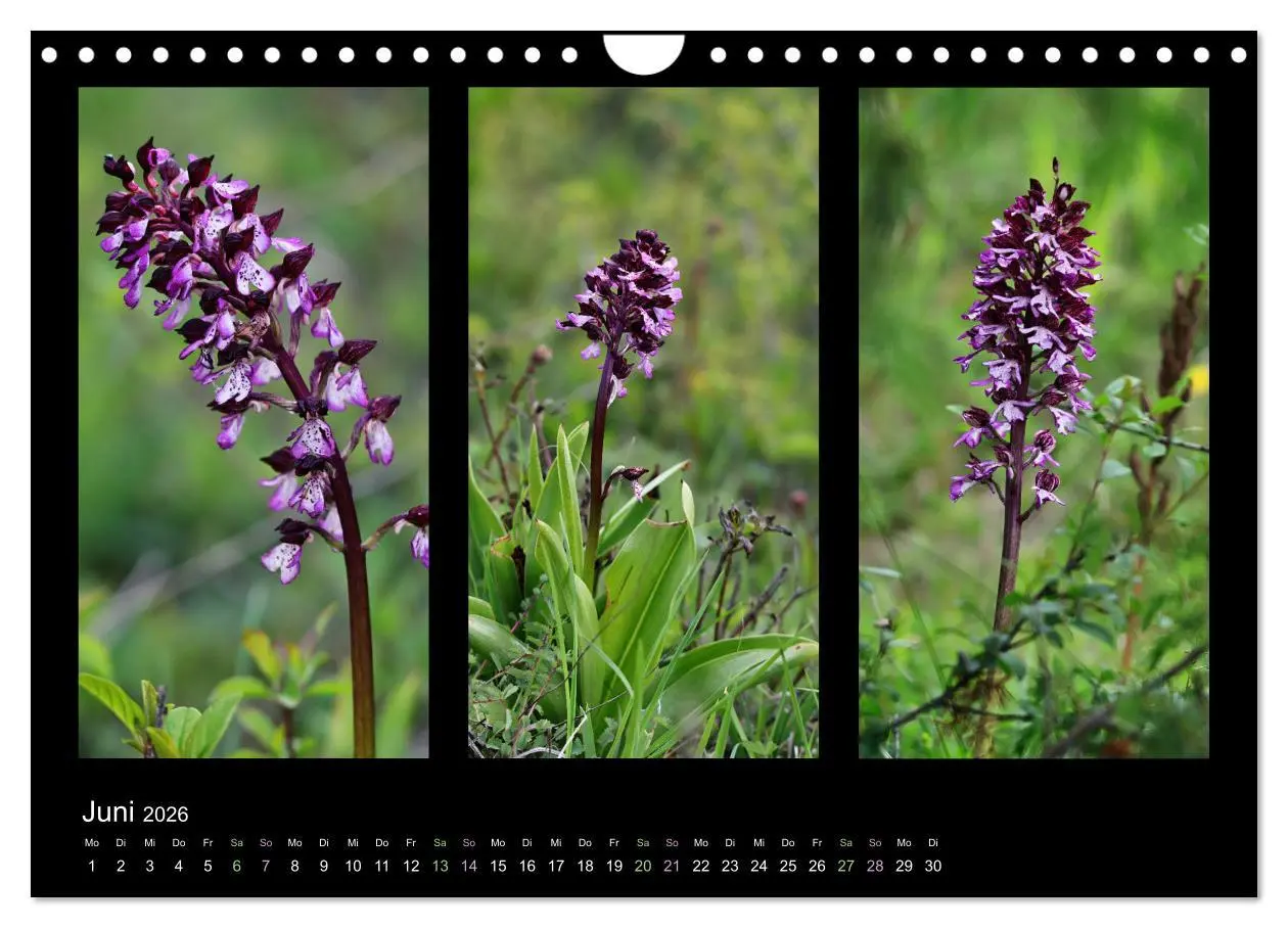 Bild: 9783457753750 | Heimische Orchideen im Dreierpack (Wandkalender 2026 DIN A4 quer),...