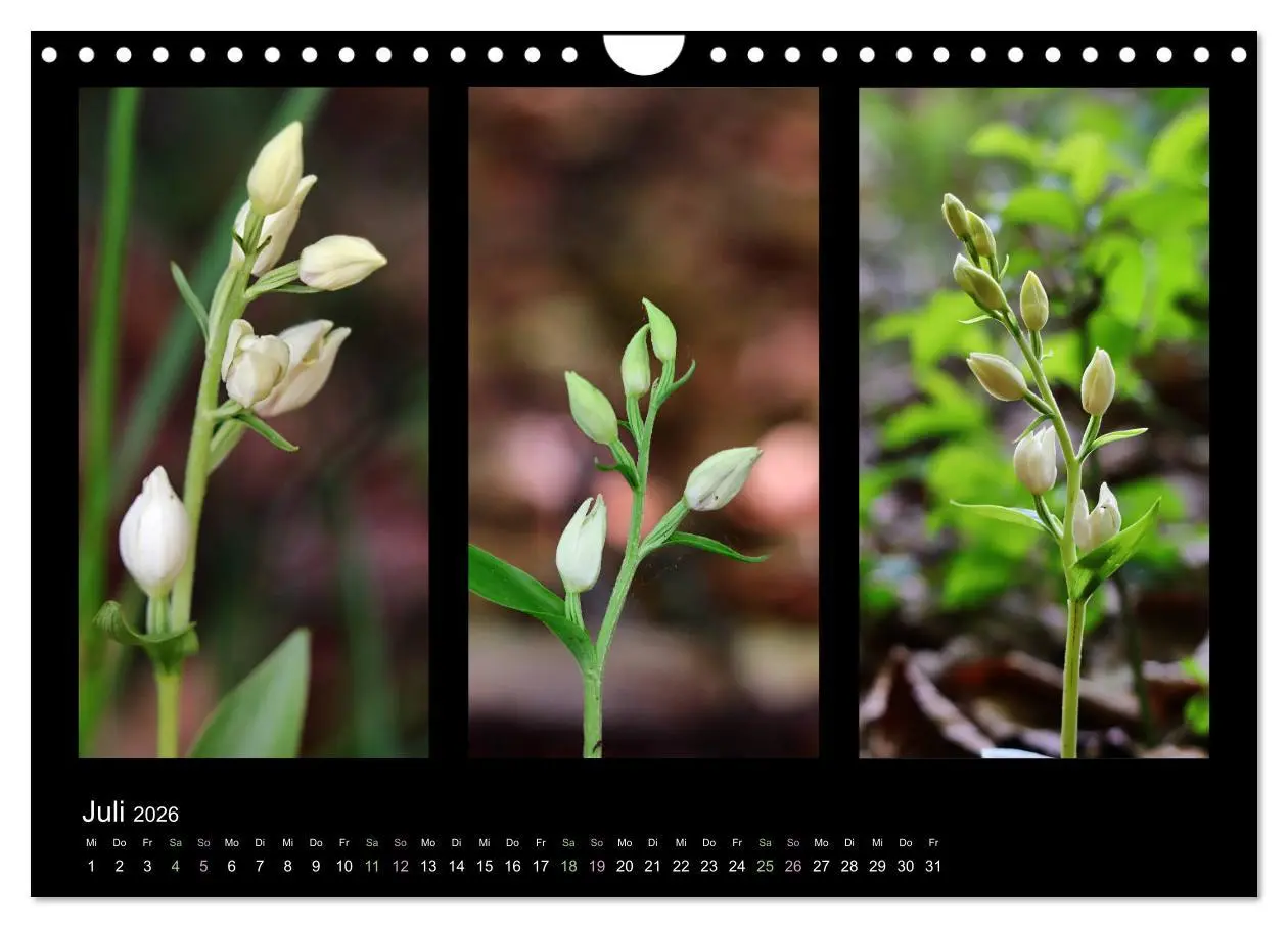Bild: 9783457753750 | Heimische Orchideen im Dreierpack (Wandkalender 2026 DIN A4 quer),...