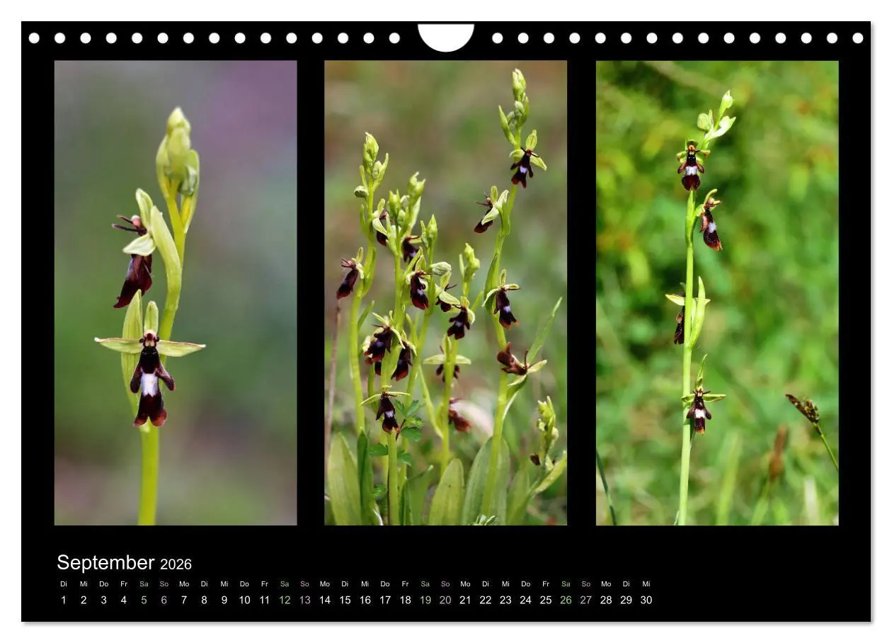 Bild: 9783457753750 | Heimische Orchideen im Dreierpack (Wandkalender 2026 DIN A4 quer),...