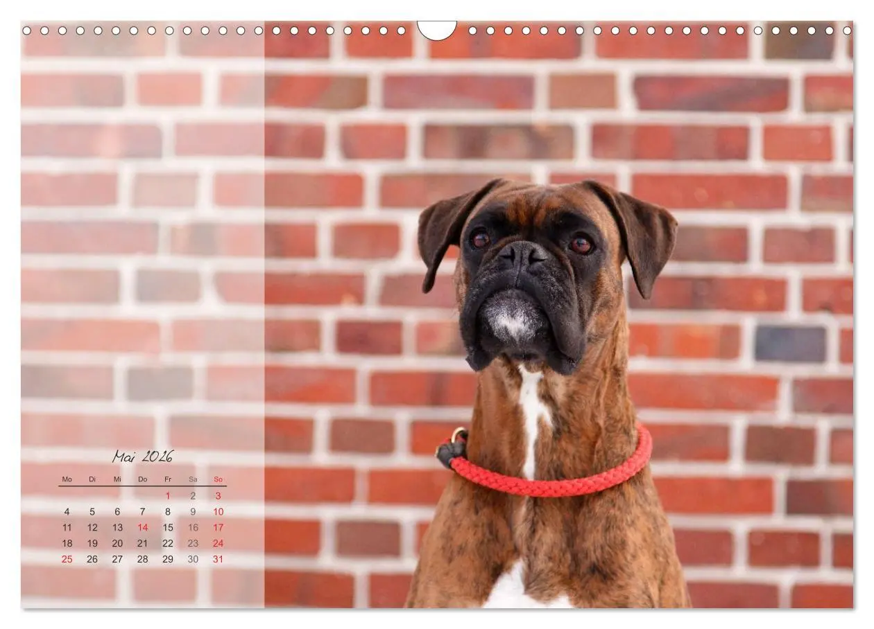 Bild: 9783516203950 | Deutscher Boxer 2026 (Wandkalender 2026 DIN A3 quer), CALVENDO...