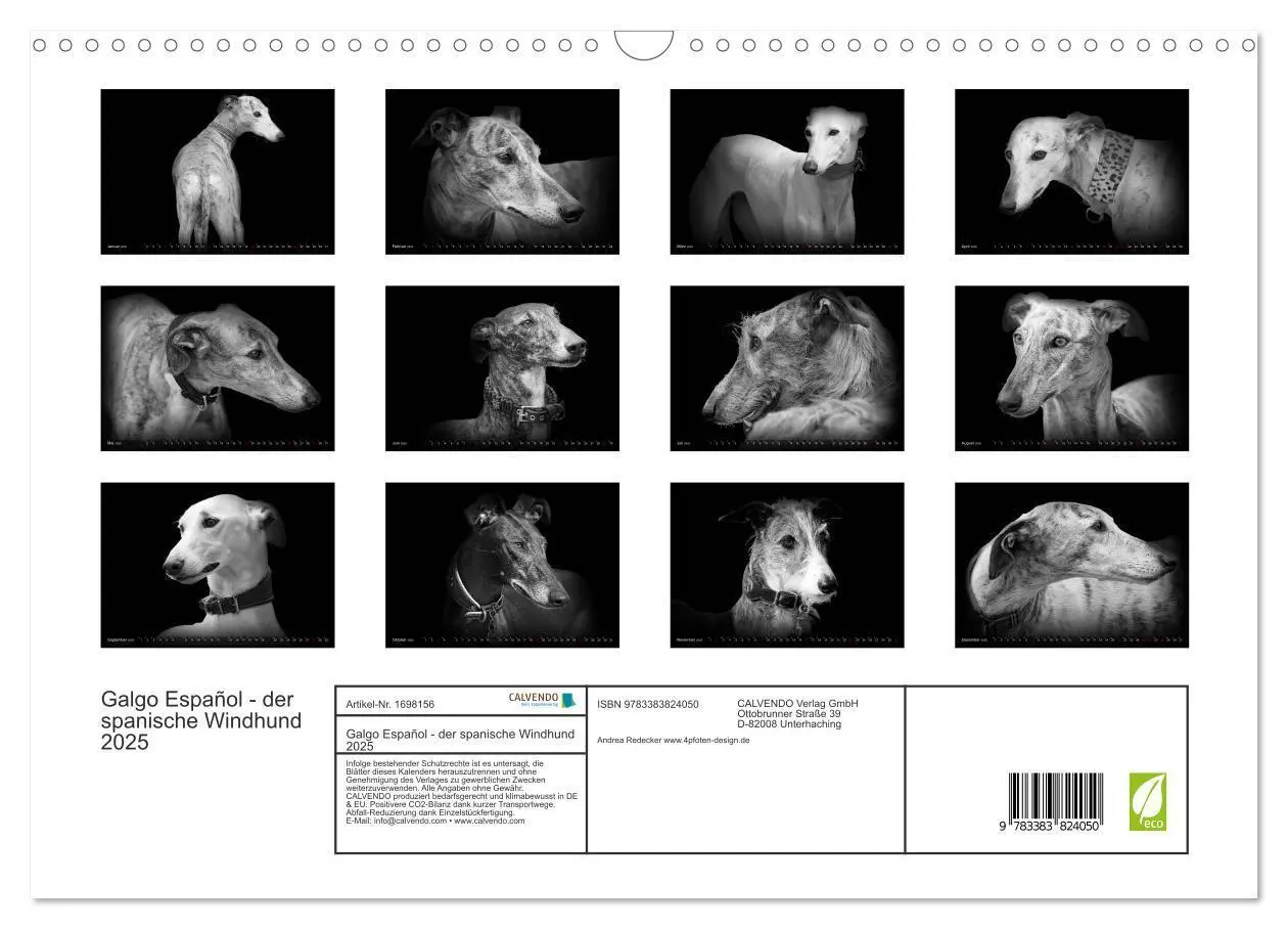 Bild: 9783383824050 | Galgo Español - der spanische Windhund 2025 (Wandkalender 2025 DIN...