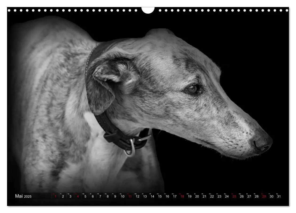 Bild: 9783383824050 | Galgo Español - der spanische Windhund 2025 (Wandkalender 2025 DIN...