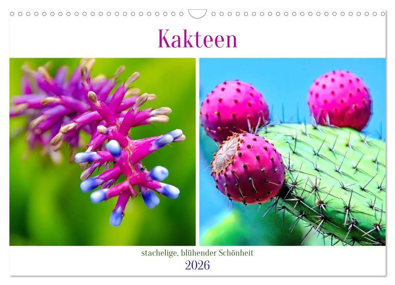 Cover: 9783457554050 | Kakteen - stachelige, blühende Schönheiten (Wandkalender 2026 DIN...