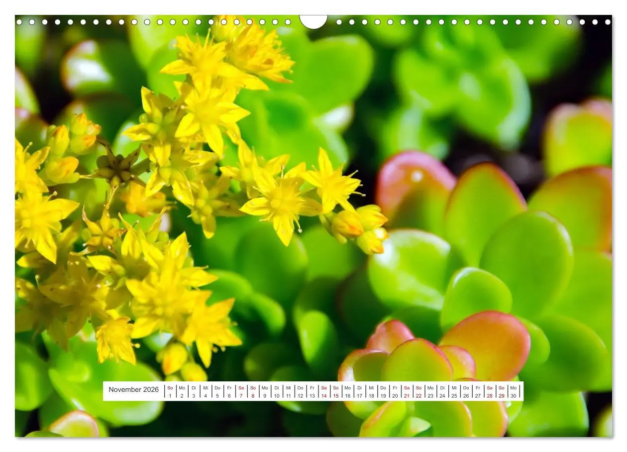 Bild: 9783457554050 | Kakteen - stachelige, blühende Schönheiten (Wandkalender 2026 DIN...