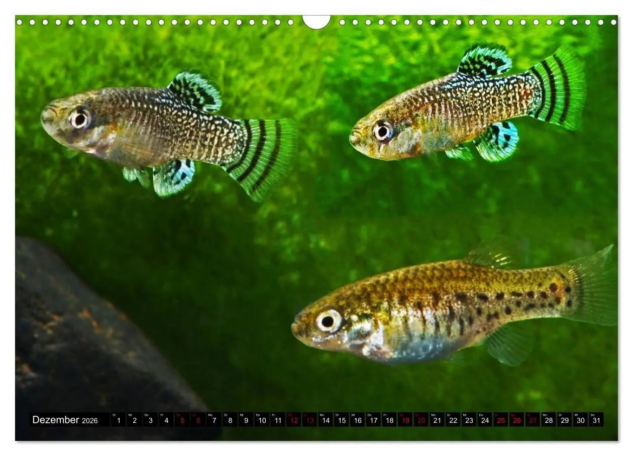 Bild: 9783457534250 | Outdoor-Aquaristik (Wandkalender 2026 DIN A3 quer), CALVENDO...