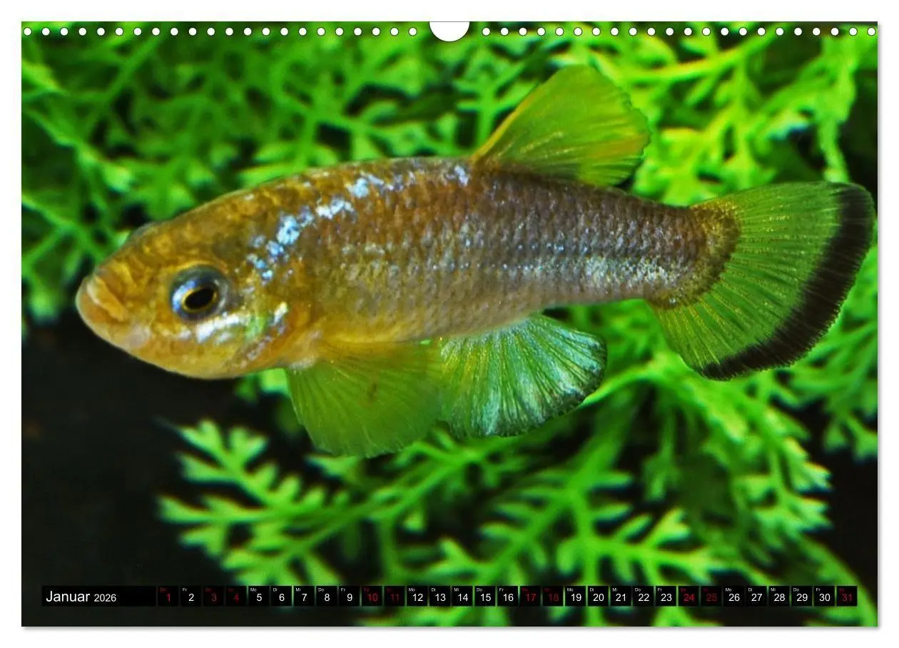 Bild: 9783457534250 | Outdoor-Aquaristik (Wandkalender 2026 DIN A3 quer), CALVENDO...