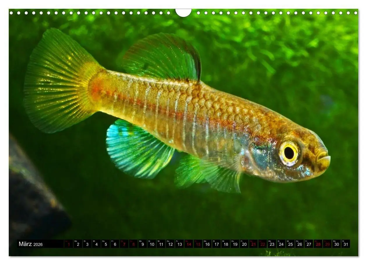 Bild: 9783457534250 | Outdoor-Aquaristik (Wandkalender 2026 DIN A3 quer), CALVENDO...