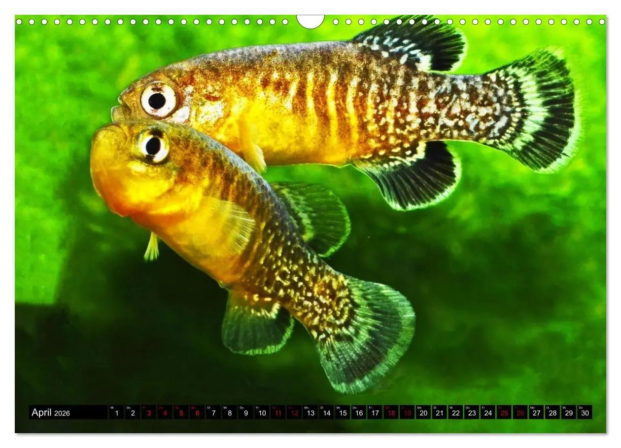 Bild: 9783457534250 | Outdoor-Aquaristik (Wandkalender 2026 DIN A3 quer), CALVENDO...