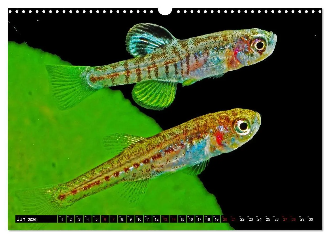 Bild: 9783457534250 | Outdoor-Aquaristik (Wandkalender 2026 DIN A3 quer), CALVENDO...