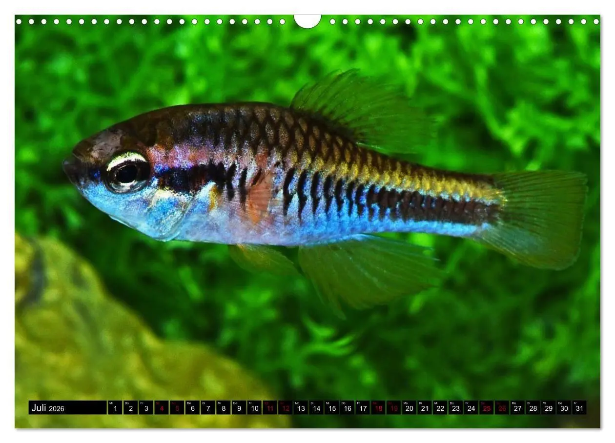 Bild: 9783457534250 | Outdoor-Aquaristik (Wandkalender 2026 DIN A3 quer), CALVENDO...