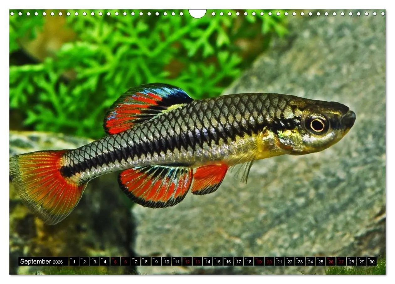 Bild: 9783457534250 | Outdoor-Aquaristik (Wandkalender 2026 DIN A3 quer), CALVENDO...