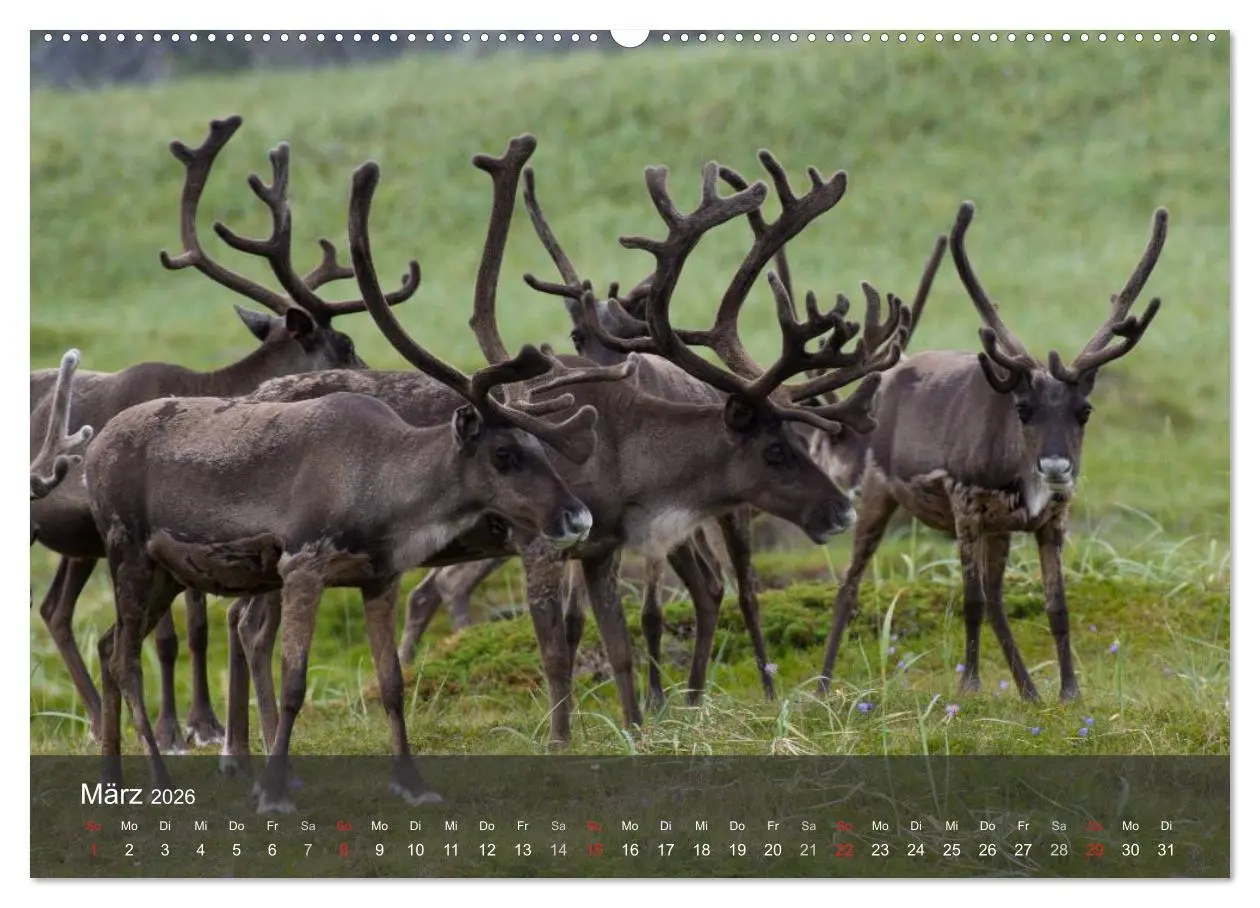 Bild: 9783516174250 | Lappland 2026 (Wandkalender 2026 DIN A2 quer), CALVENDO Monatskalender