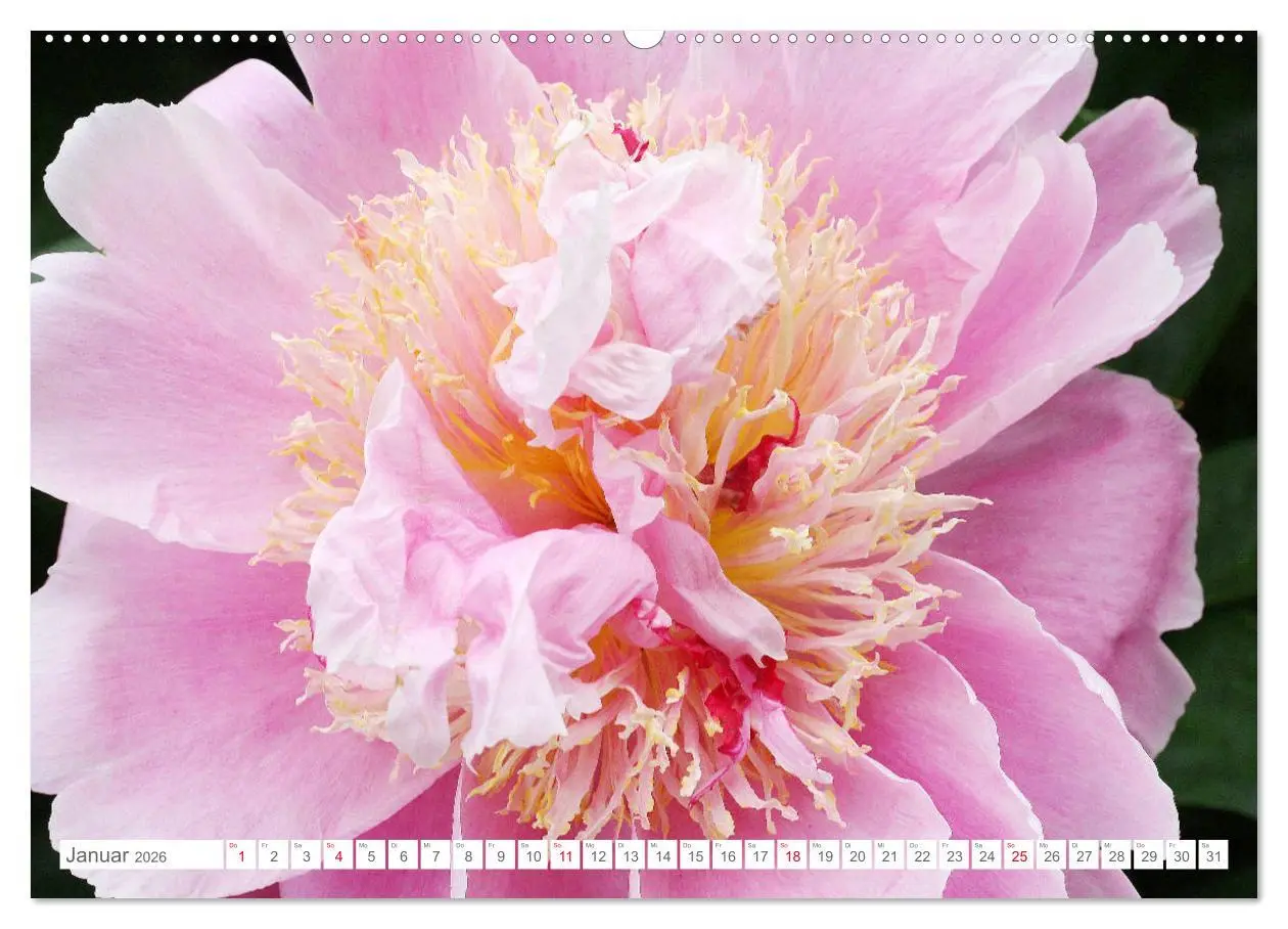 Bild: 9783457694350 | Pfingstrosenblüten (hochwertiger Premium Wandkalender 2026 DIN A2...