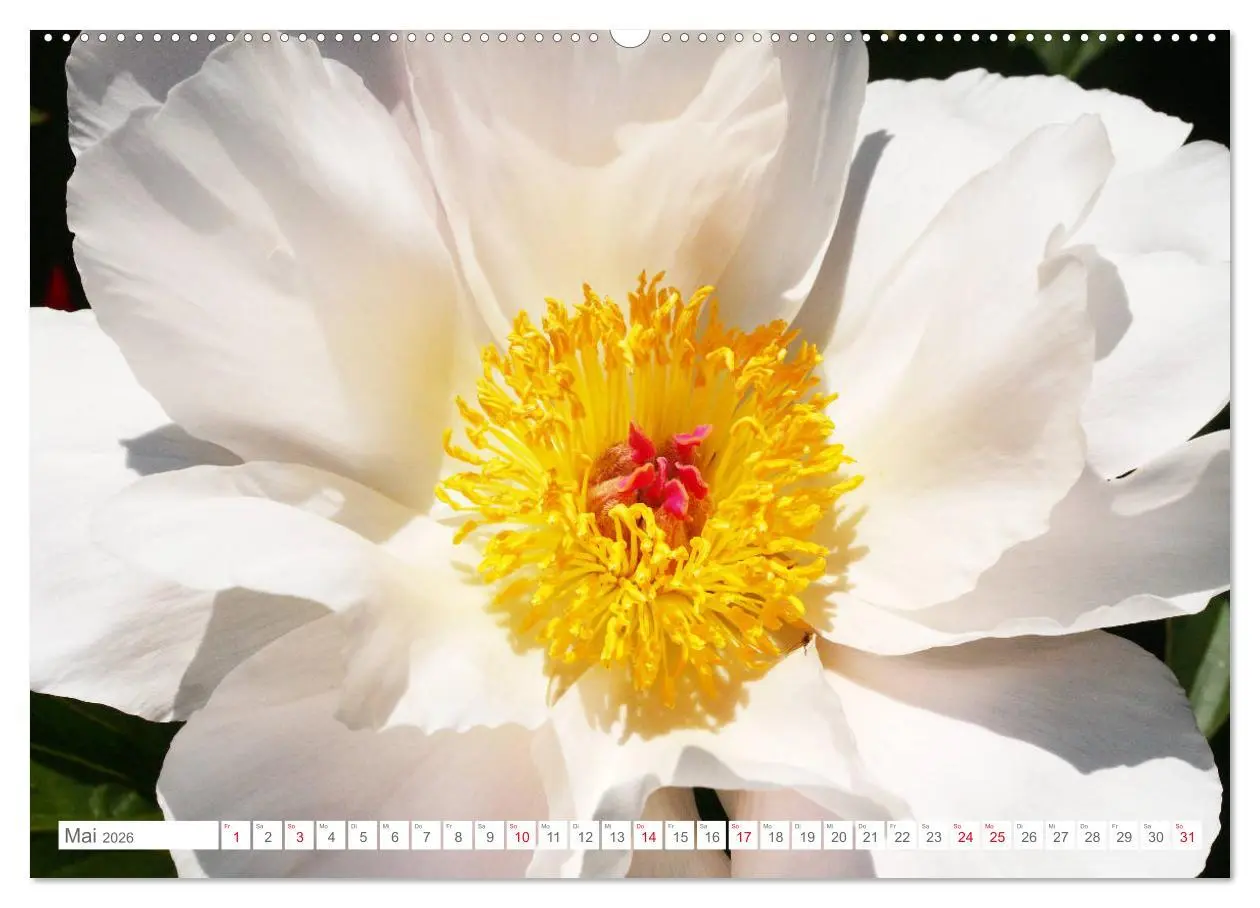 Bild: 9783457694350 | Pfingstrosenblüten (hochwertiger Premium Wandkalender 2026 DIN A2...