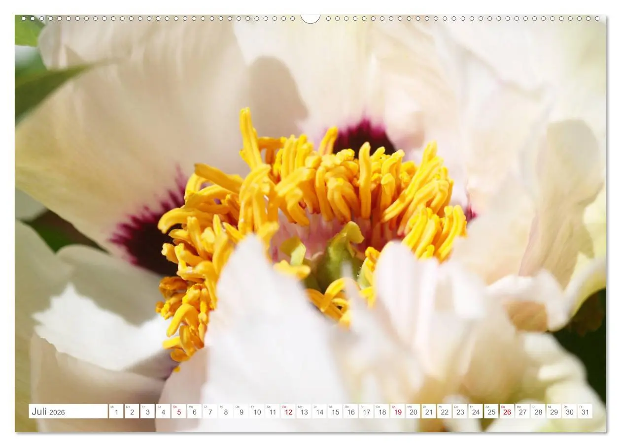 Bild: 9783457694350 | Pfingstrosenblüten (hochwertiger Premium Wandkalender 2026 DIN A2...