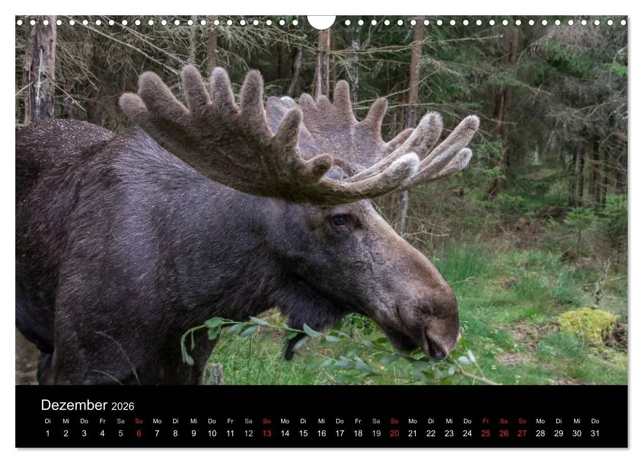 Bild: 9783516094350 | Wunderschönes Schweden (Wandkalender 2026 DIN A3 quer), CALVENDO...