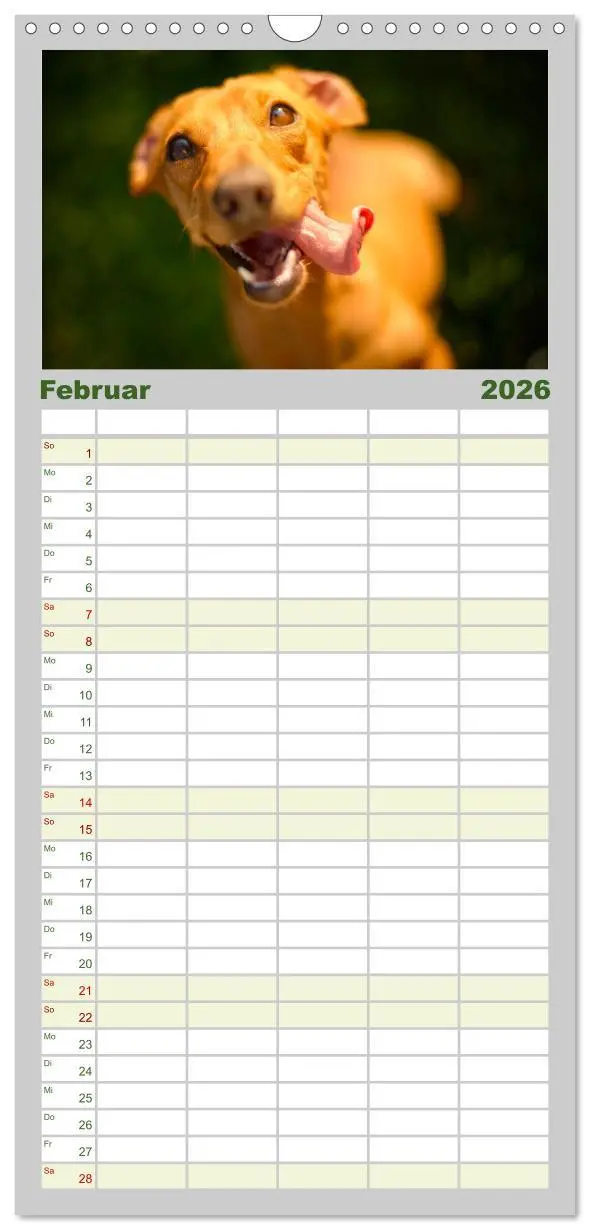 Bild: 9783516504750 | Familienplaner 2026 - Dackelblicke - Lassen Herzen erwärmen. mit 5...