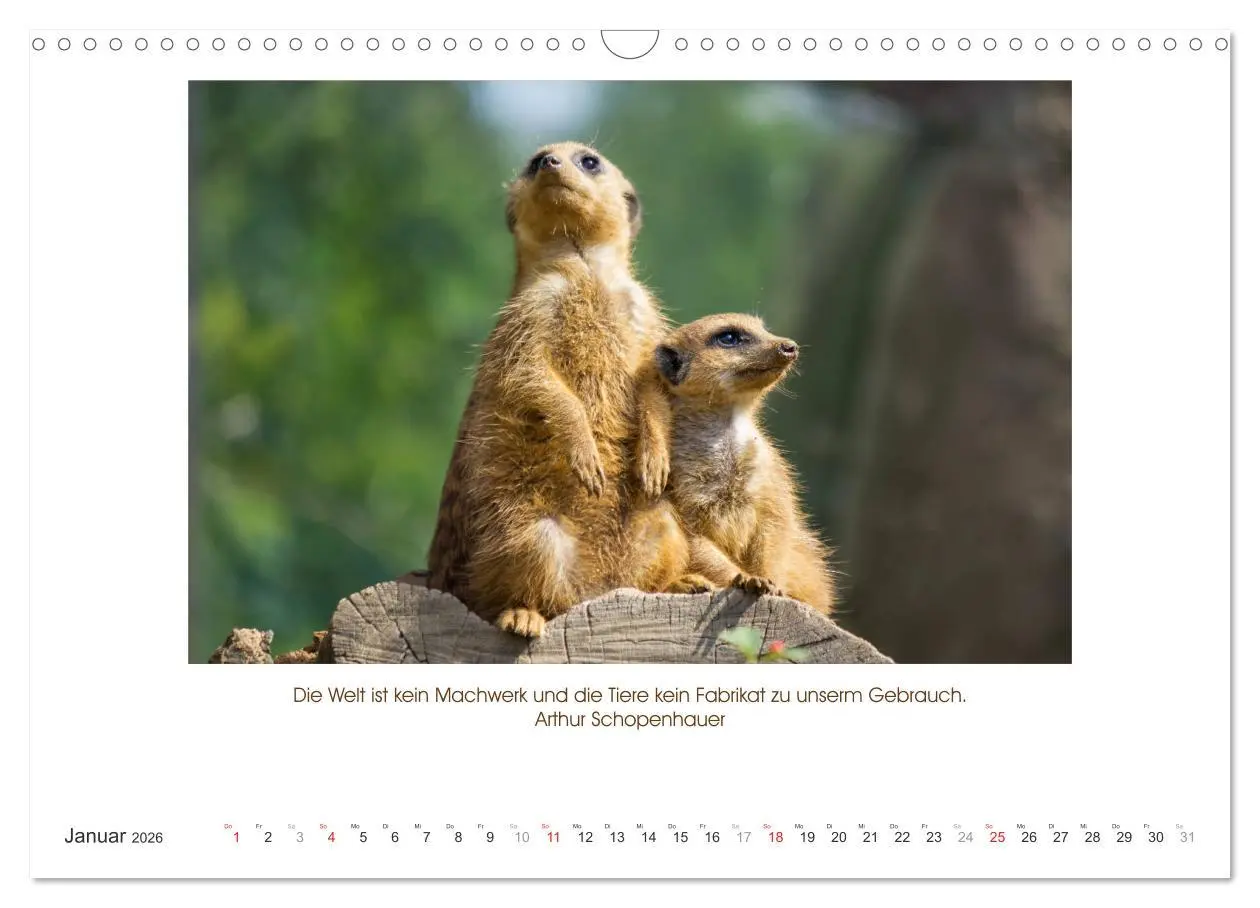 Bild: 9783516104950 | Der Tierkalender mit Zitaten, Weisheiten und Sprüchen (Wandkalender...