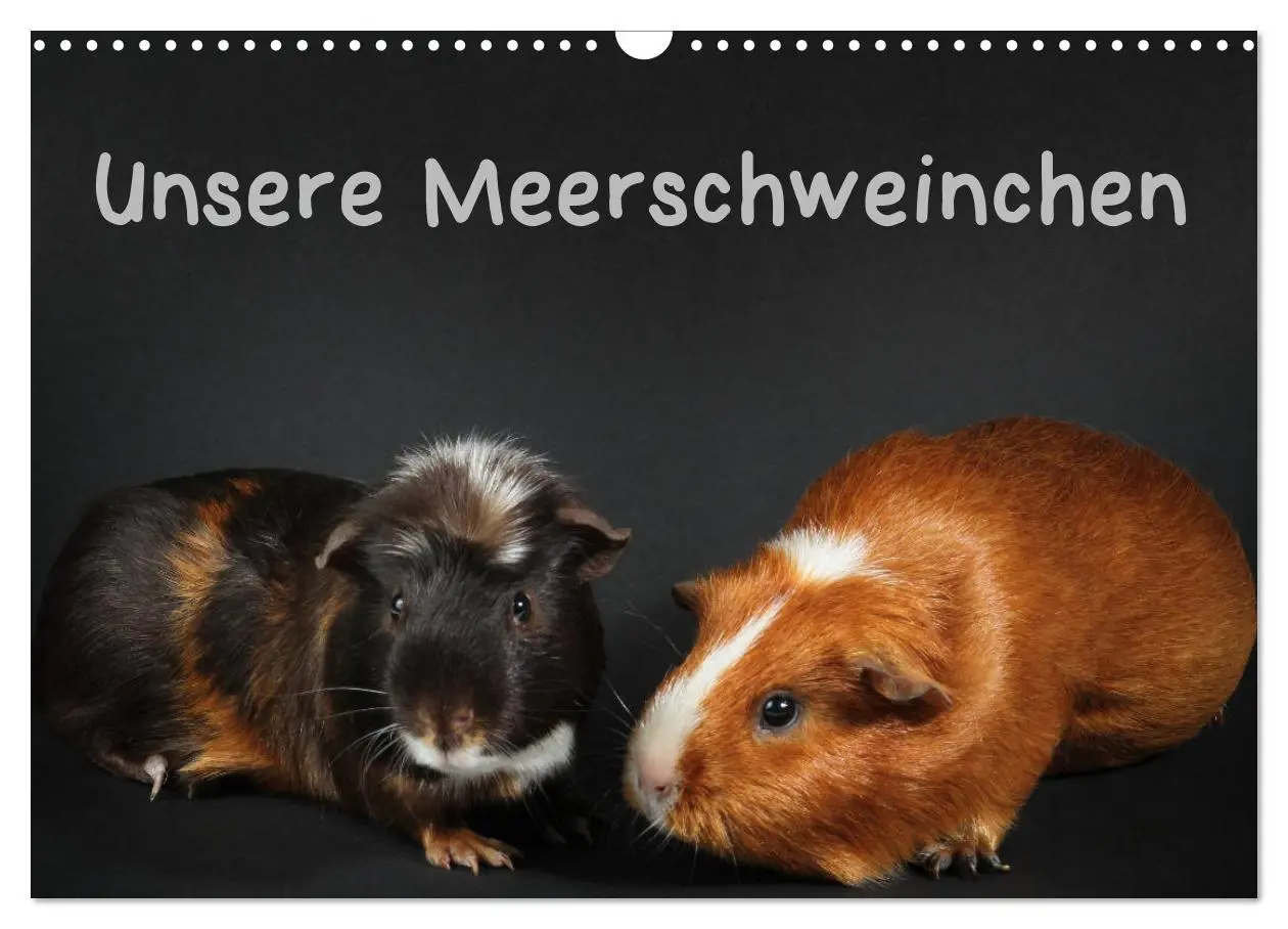 Cover: 9783457905050 | Unsere Meerschweinchen (Wandkalender 2026 DIN A3 quer), CALVENDO...