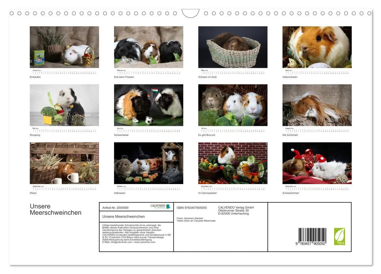 Bild: 9783457905050 | Unsere Meerschweinchen (Wandkalender 2026 DIN A3 quer), CALVENDO...
