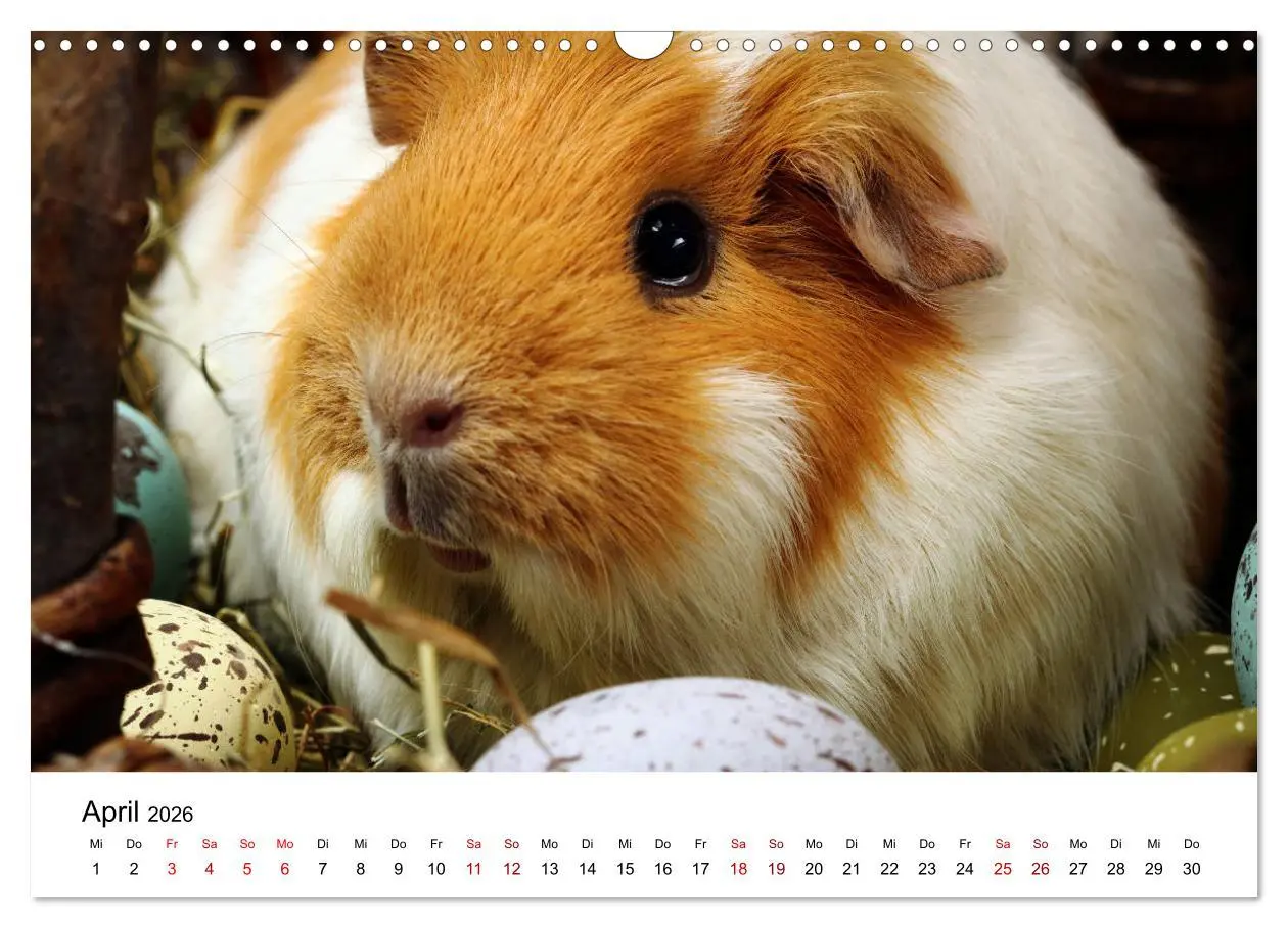 Bild: 9783457905050 | Unsere Meerschweinchen (Wandkalender 2026 DIN A3 quer), CALVENDO...