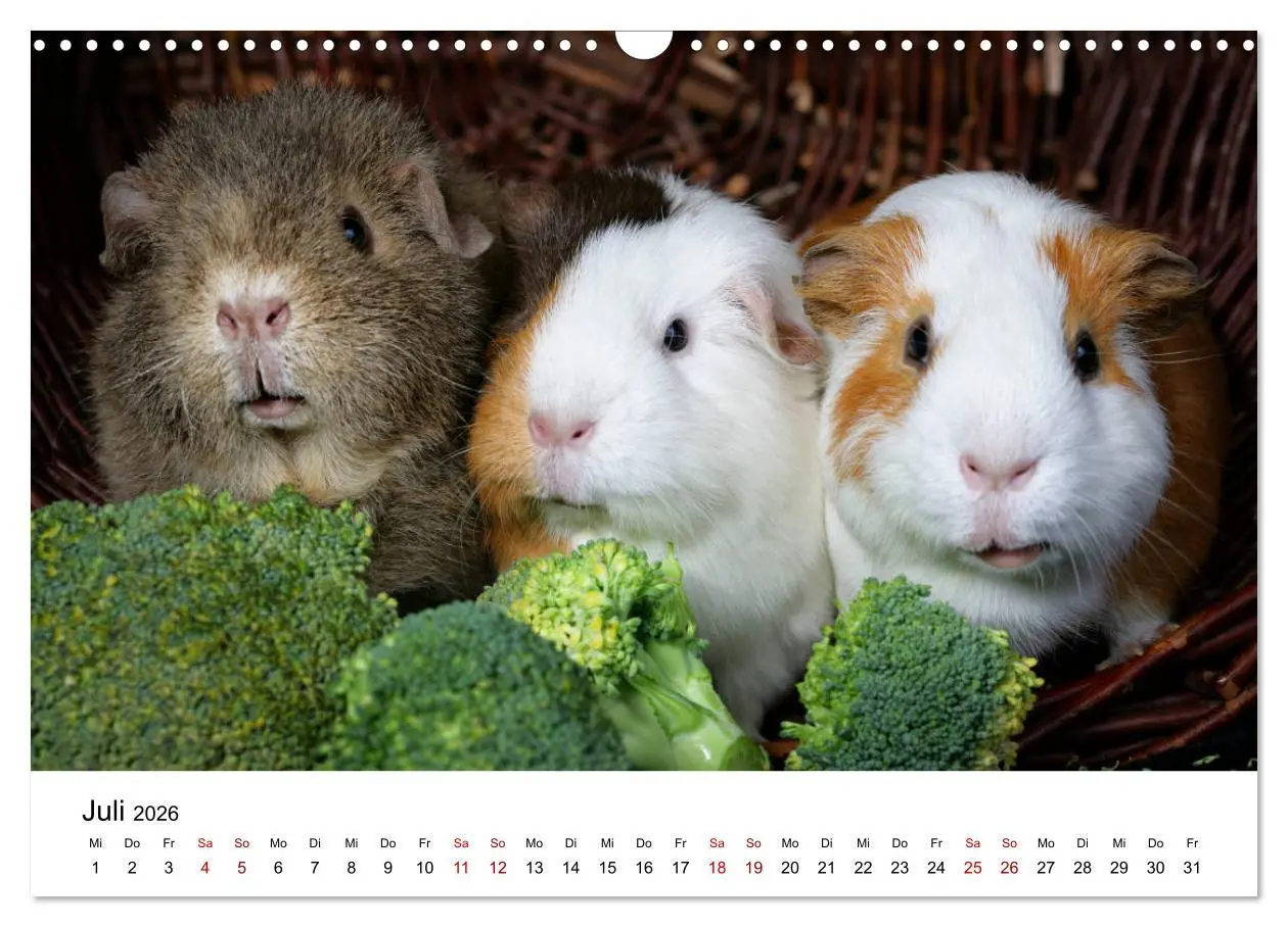 Bild: 9783457905050 | Unsere Meerschweinchen (Wandkalender 2026 DIN A3 quer), CALVENDO...