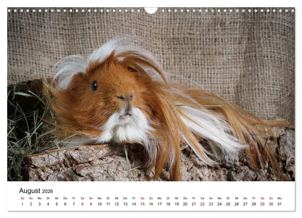 Bild: 9783457905050 | Unsere Meerschweinchen (Wandkalender 2026 DIN A3 quer), CALVENDO...